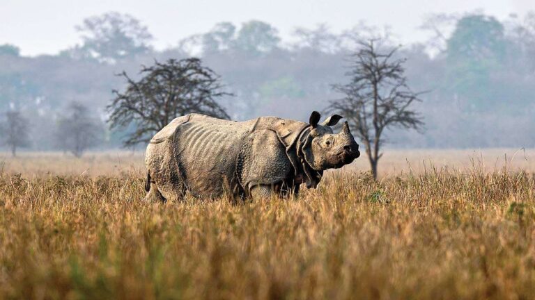 Kaziranga-National-Park-in-Assam