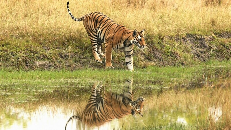 Bandhavgarh National Park, Madhya Pradesh
