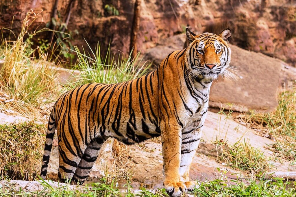 check out the list of the 10 best tiger reserves in India