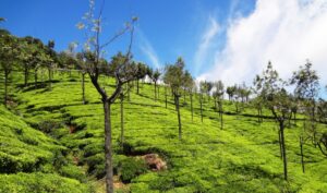 10 Best Places to Visit and See in Ooty