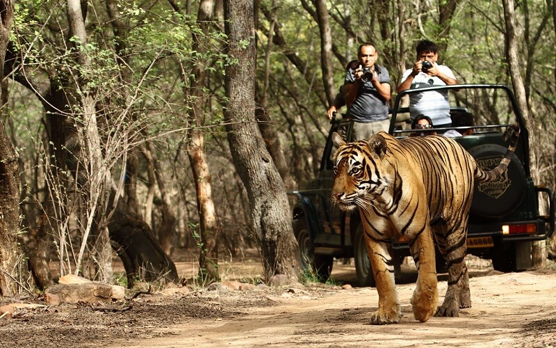 Ranthambore National Park, Rajasthan