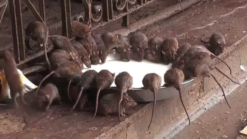 Rat Temple Bikaner