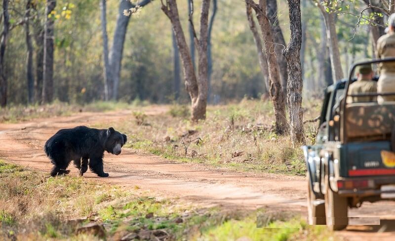 Satpura National Park, Madhya Pradesh