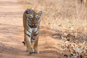 The Tadoba-Andhari Tiger Reserve (TATR) Welcomes New Entry Gate at Somnath