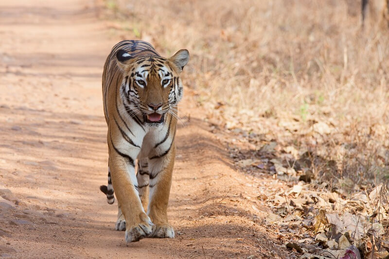 Tadoba-Andhari Tiger Reserve, Maharashtra