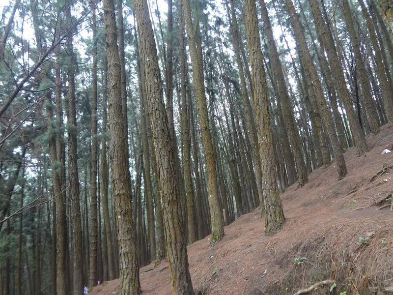Vagamon Pine Hills