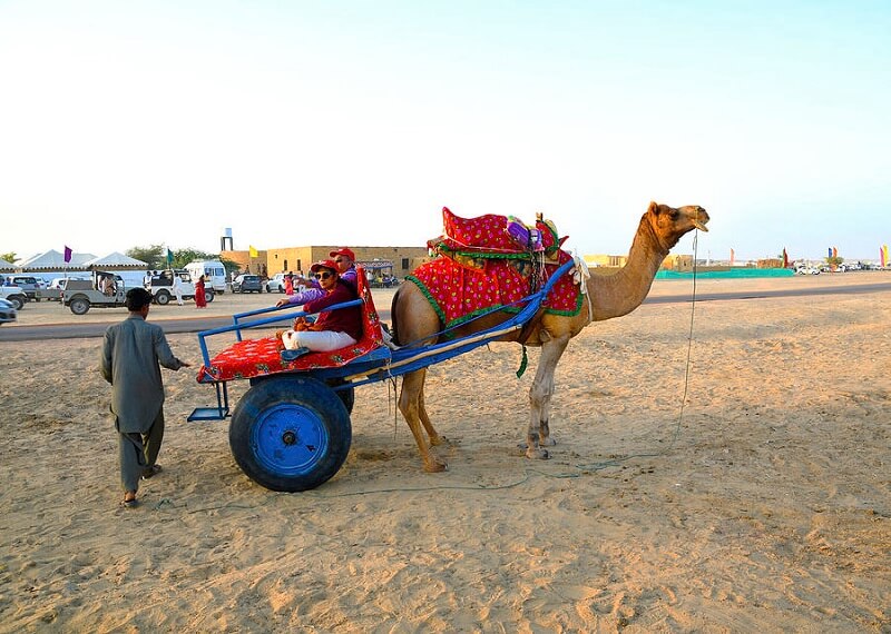 Camel Cart Rides Rajasthan