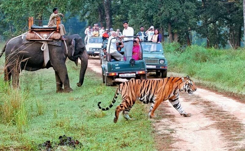 Jim Corbett National Park