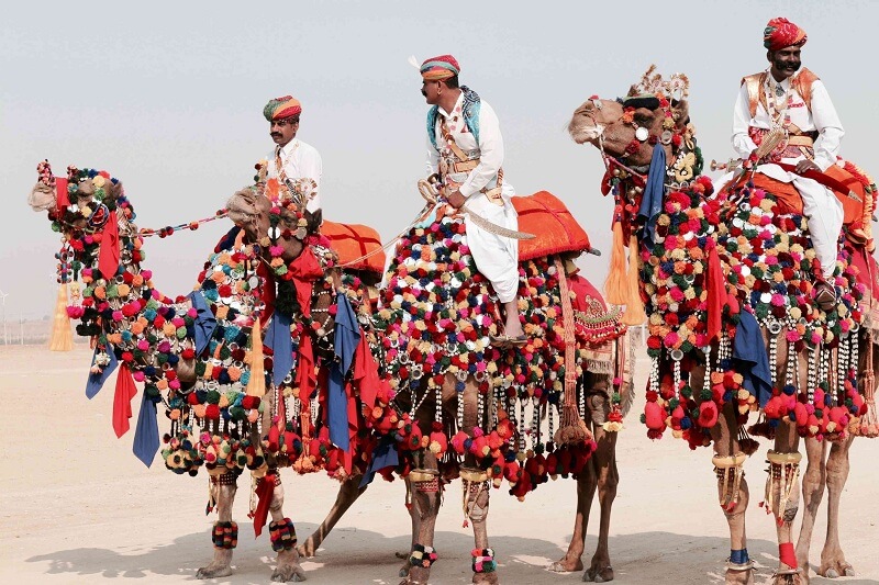 Kolayat Camel - Kapil Muni Fair