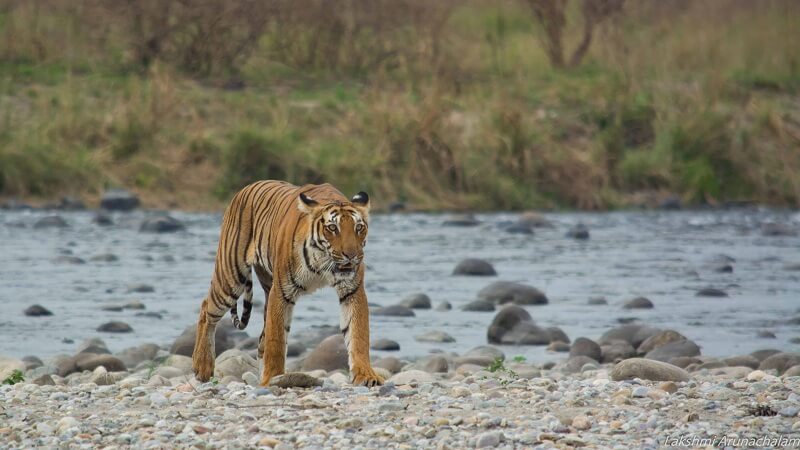 Tigers Jim Corbett National Park