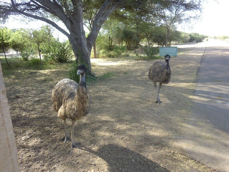 Akal Wood Fossil Park Jaisalmer