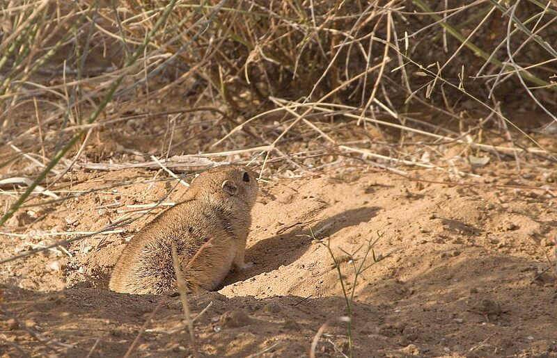 Desert National Park Jaisalmer