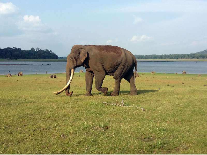 Bandipur National Park