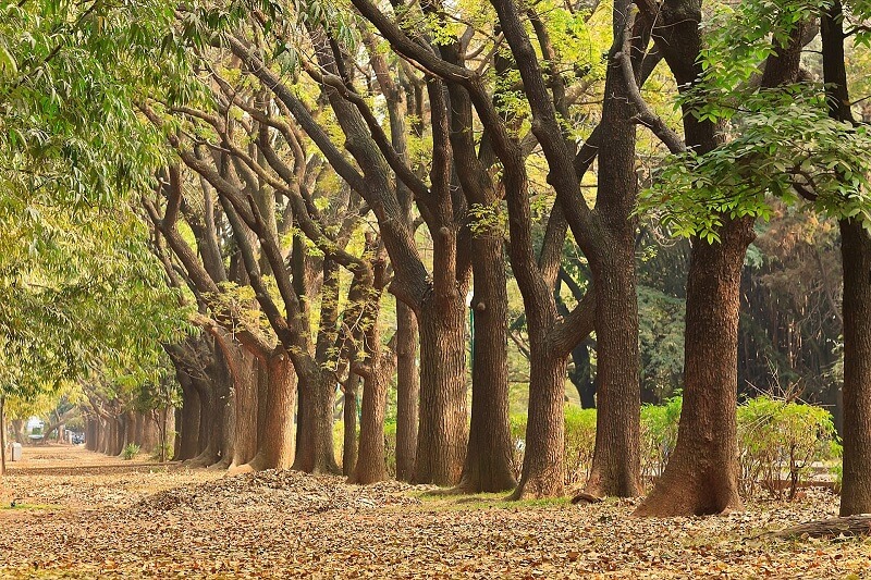 Cubbon Park, Bangalore
