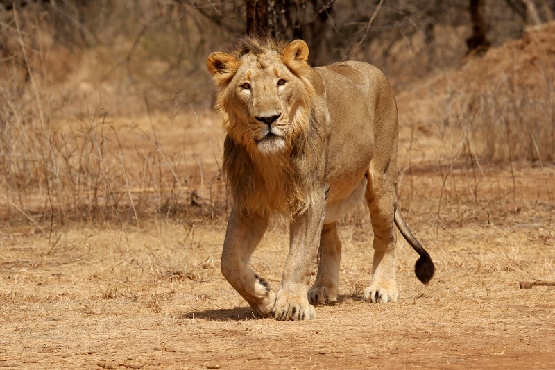 Gir National Park, Junagarh