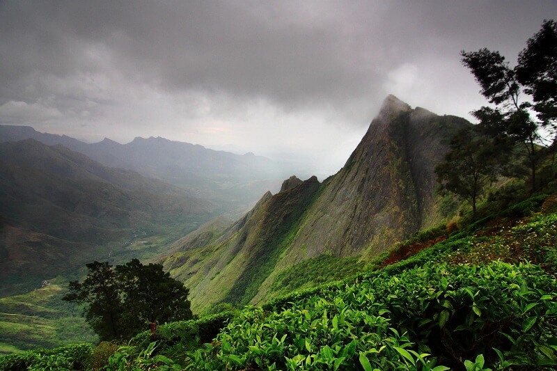 Munnar In Monsoon