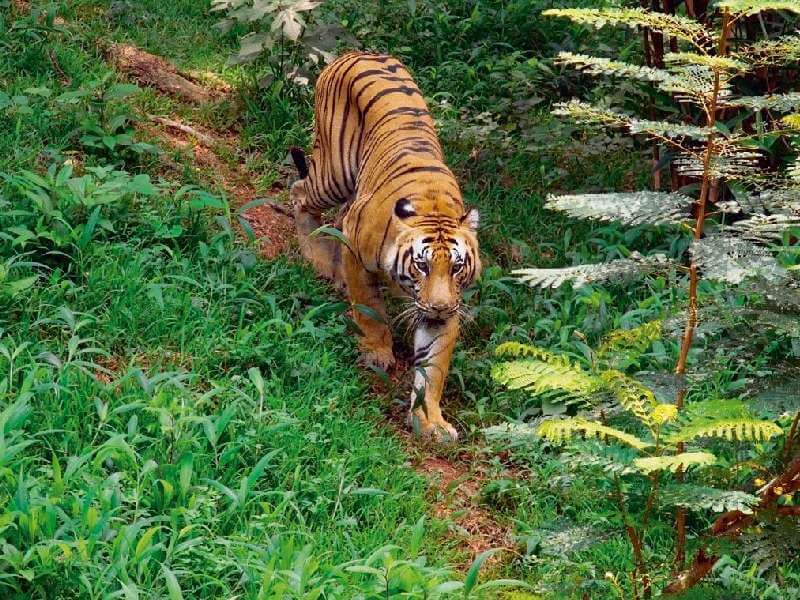 Periyar National Park (Thekkady)