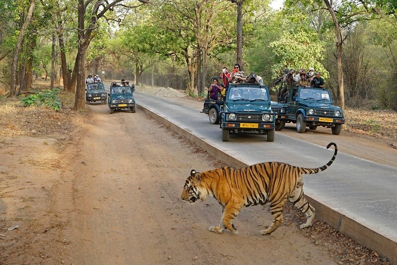 Ranthambore national park