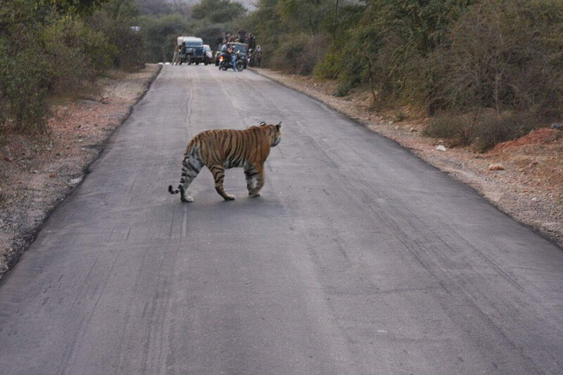 Sariska Tiger Reserve, Alwar