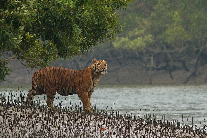 Sundarbans National Park, South 24 Parganas