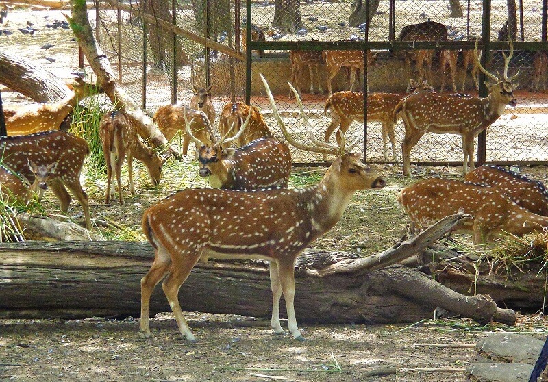 Deer Park Delhi