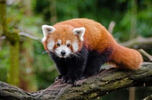 Namdapha-National-Park-Red-Panda.jpg