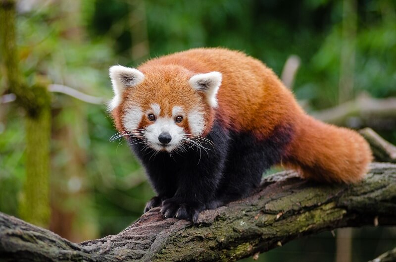 Namdapha-National-Park-Red-Panda.jpg