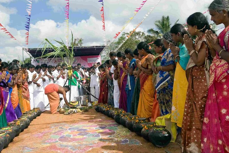 Pongal Festival, Tamil Nadu
