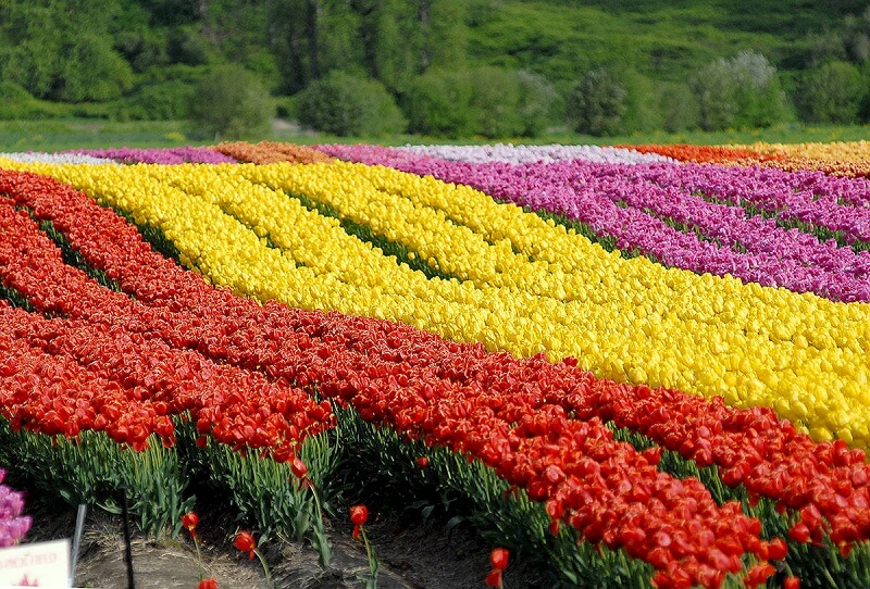 Tulip Festival Srinagar