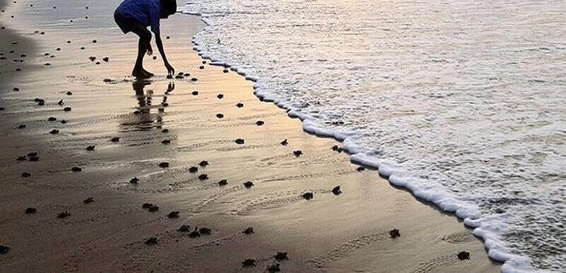 Velas Beach Turtle Festival Ratnagiri, Maharashtra