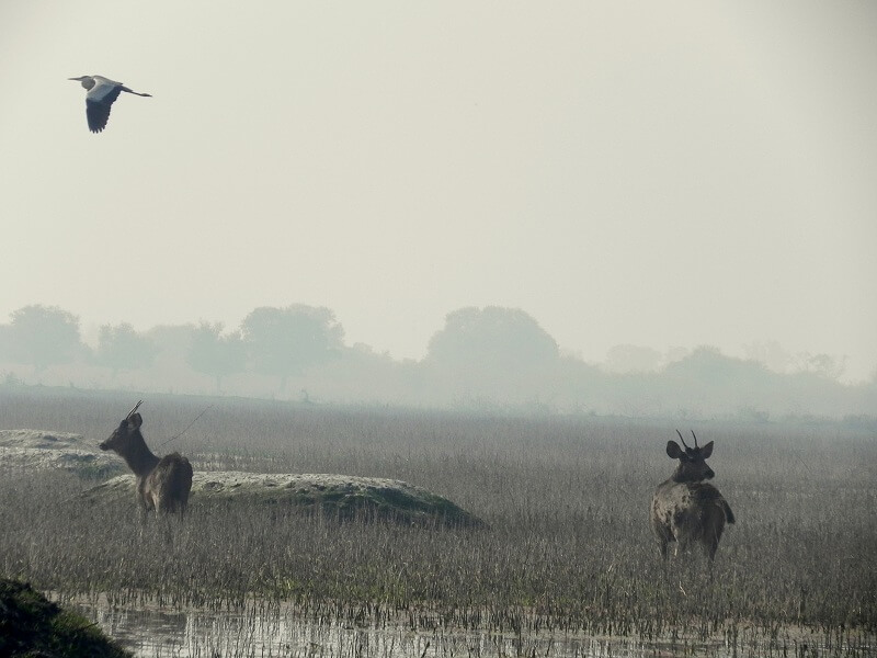 Keoladeo National Park