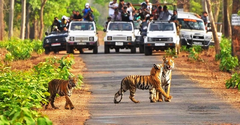 Enjoy Safaris - Jim Corbett National Park in Uttarakhand