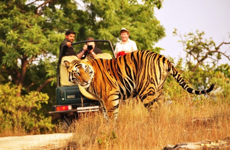 Rajasthan Tiger