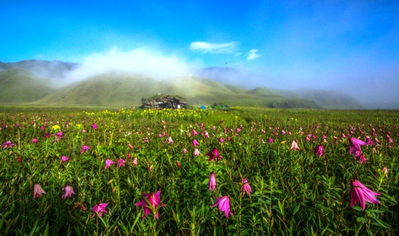Dzukou Valley, Nagaland