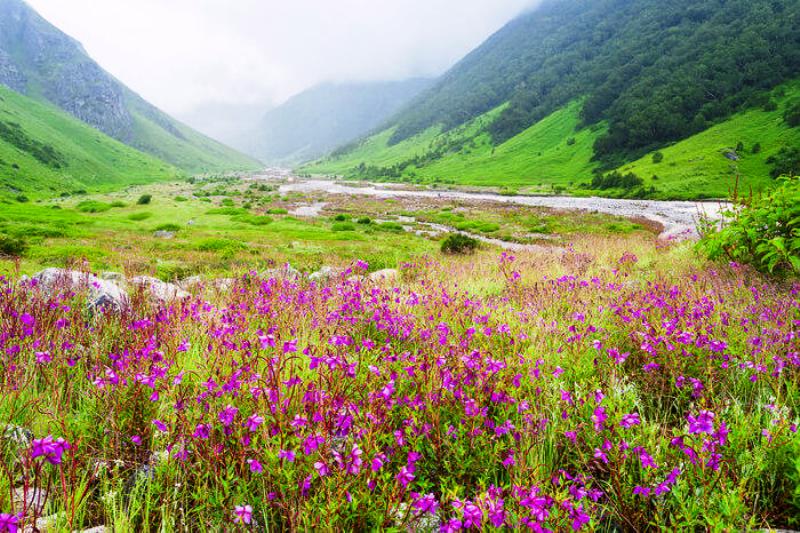 Valley of Flowers, Uttarakhand