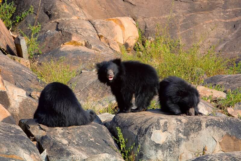 Daroji Wildlife Sanctuary of Hampi, Karnataka