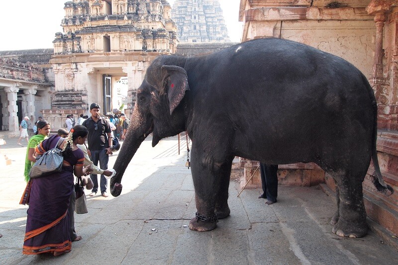Elephant of Virupaksha Temple, Hampi, Karnataka