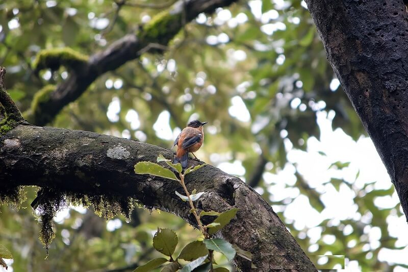 Kilbury Bird Sanctuary, Nainital