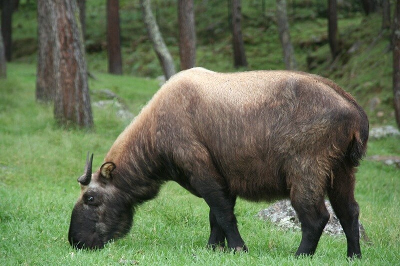 Takin - Bhutan