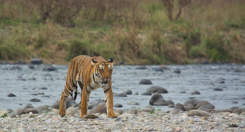Jim Corbett National Park, Nainital