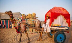 camel safari in pushkar