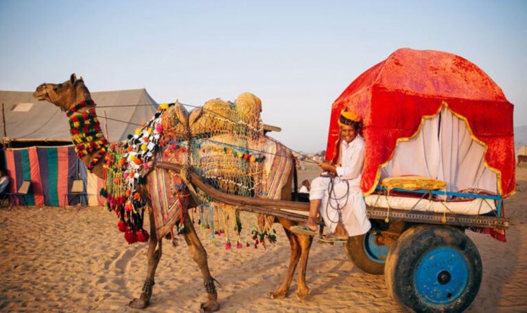 camel safari in pushkar