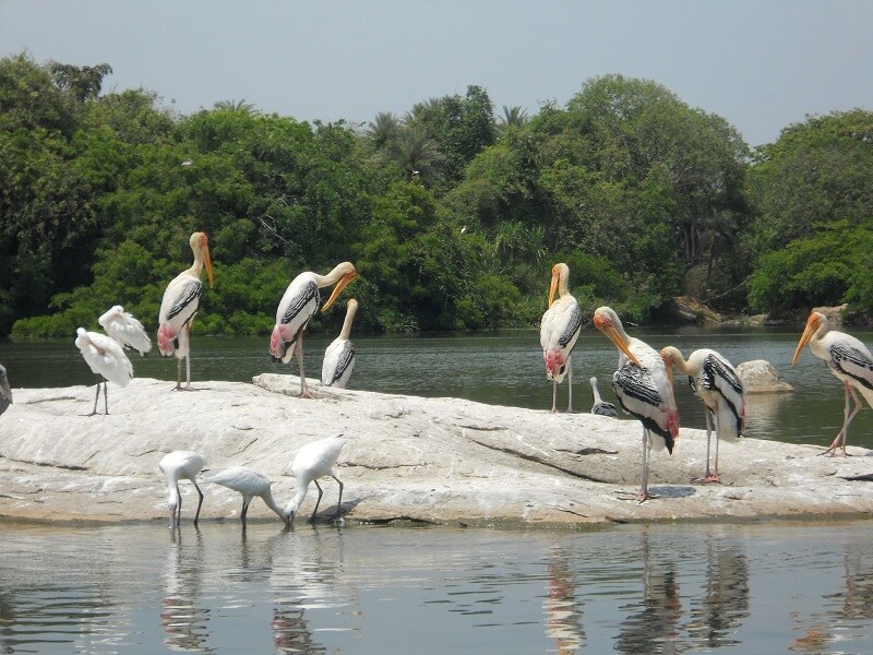Kumarakom Bird Sanctuary