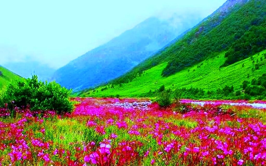 Velly-of-Flowers-India Most Photogenic Destinations