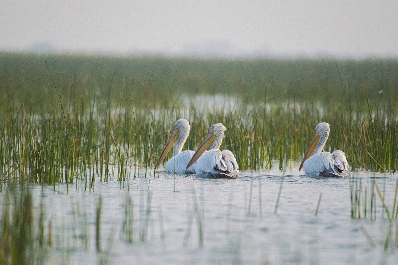 Nalsarovar Bird Sanctuary, Vadla, Gujarat