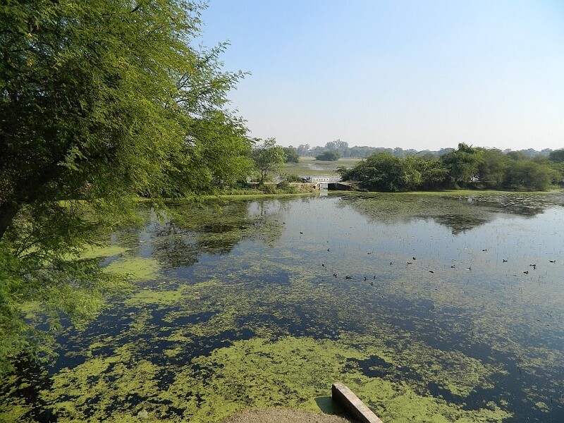 Nawabganj Bird Sanctuary, Unnao, Uttar Pradesh
