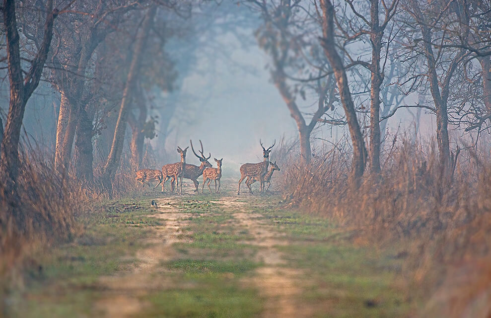 Dudhwa National Park, Uttar Pradesh
