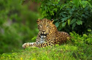 Kabini Tiger Reserve