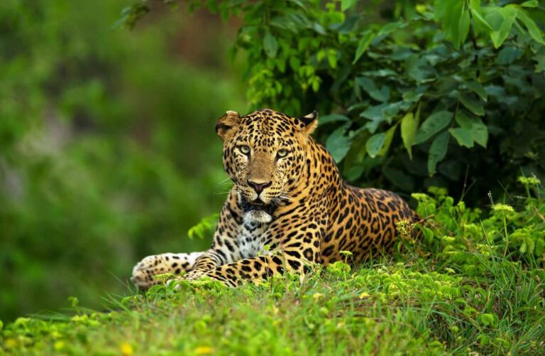 Kabini Tiger Reserve