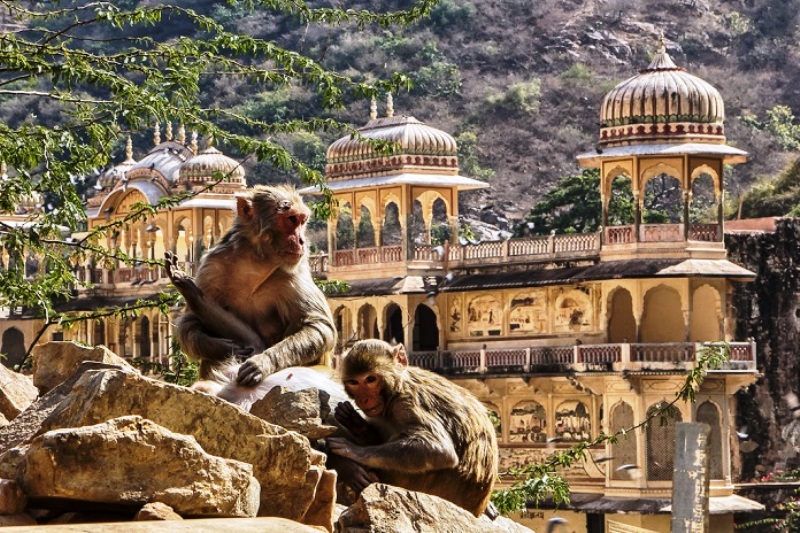 Jaipur Galta ji Temple Monkey